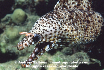 Dragon Moray Eel