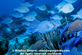 Blue Tang