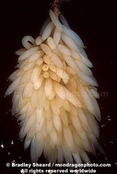 Opalescent Squid Eggs