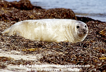 Gray Seal Pup