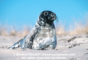 Gray Seal Pup