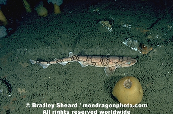 Chain Dogfish Shark