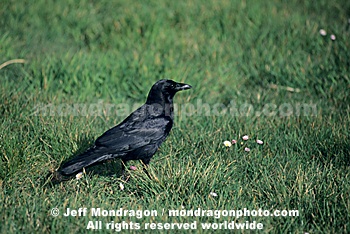 American Crow