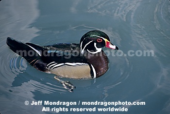 Wood Duck