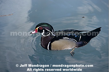 Wood Duck
