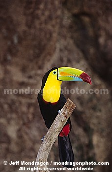 Keel Billed Toucan