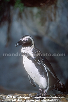 Jackass Penguin