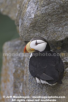 Horned Puffin