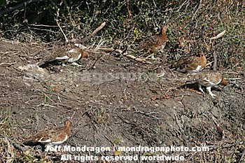 Willow Ptarmigan