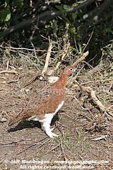 Willow Ptarmigan