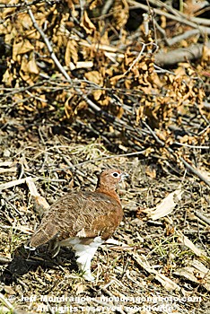 Willow Ptarmigan