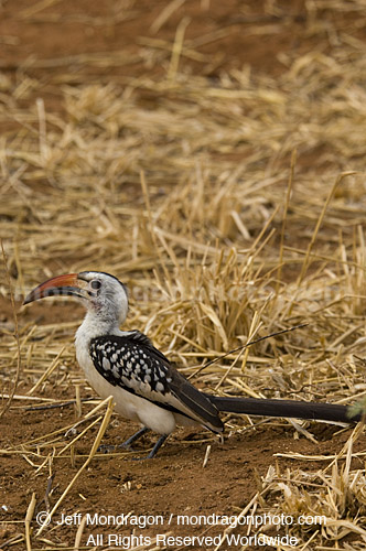 Red-Billed Hornbill