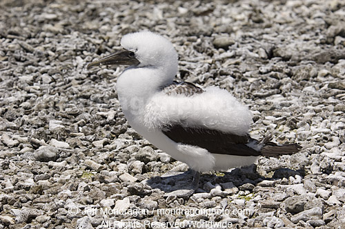 Immature Masked Booby