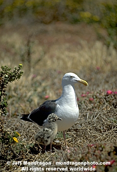 Western Gull 
