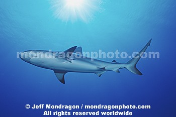 Caribbean Reef Shark