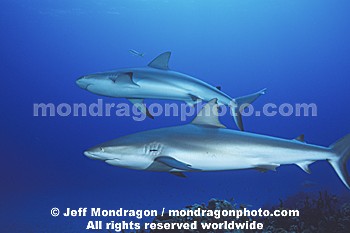 Caribbean Reef Shark