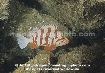 Tiger Rockfish