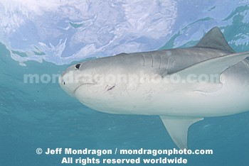 Tiger Shark
