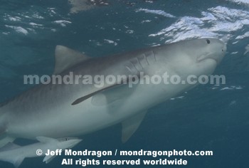 Tiger Shark