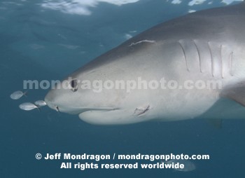 Tiger Shark
