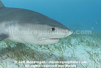 Tiger Shark
