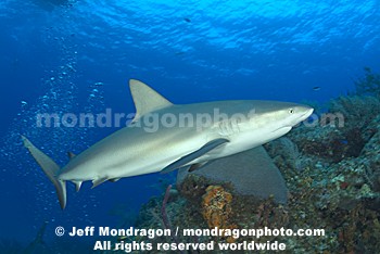 Caribbean Reef Shark