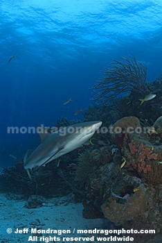 Caribbean Reef Shark