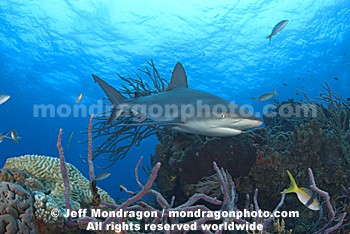 Caribbean Reef Shark