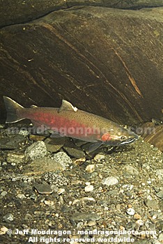 Coho Salmon