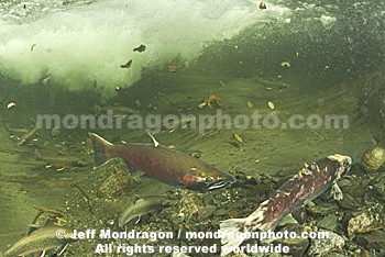 Coho Salmon