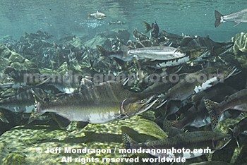 Pink Salmon Spawning 