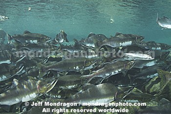 Pink Salmon Spawning 