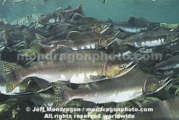 Pink Salmon Spawning 