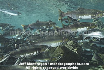 Pink Salmon Spawning 