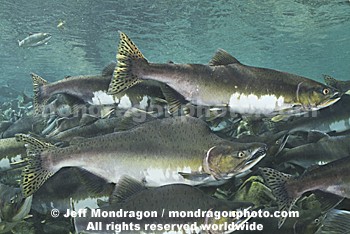 Pink Salmon Spawning 