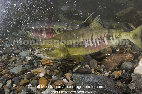 Spawning Chum Salmon