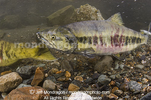 Spawning Chum Salmon