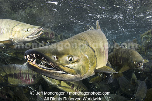 Spawning Chum Salmon