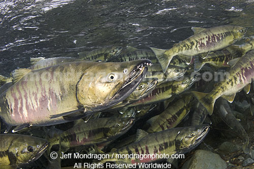 Spawning Chum Salmon