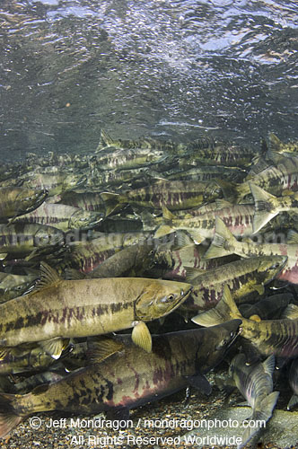 Spawning Chum Salmon