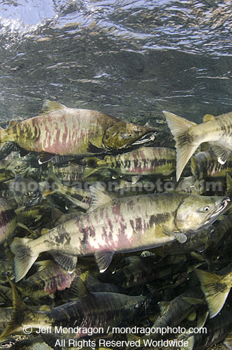 Spawning Chum Salmon