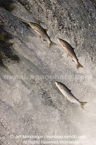 Sockeye Salmon