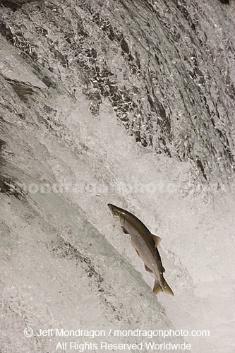 Sockeye Salmon