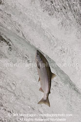Sockeye Salmon