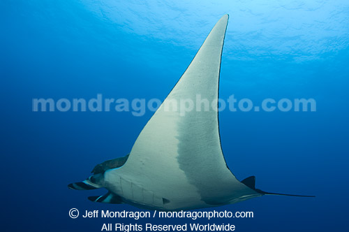 Giant Manta Ray