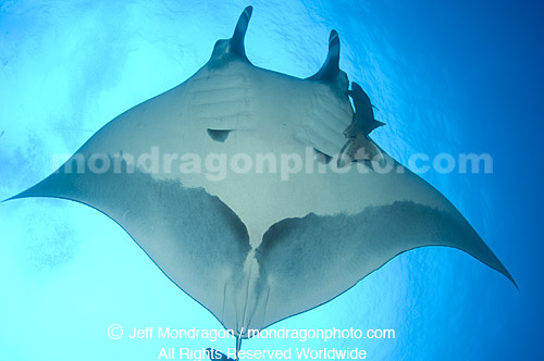 Giant Manta Ray