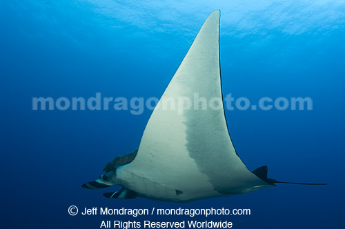 Giant Manta Ray