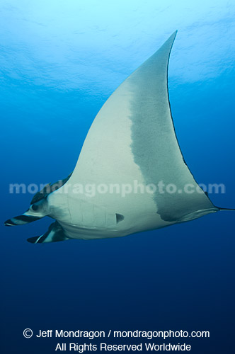 Giant Manta Ray