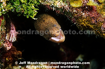 Goldentail Moray