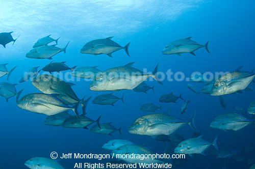 Bluefin Trevally